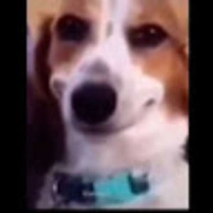 Meet your Posher, Billy